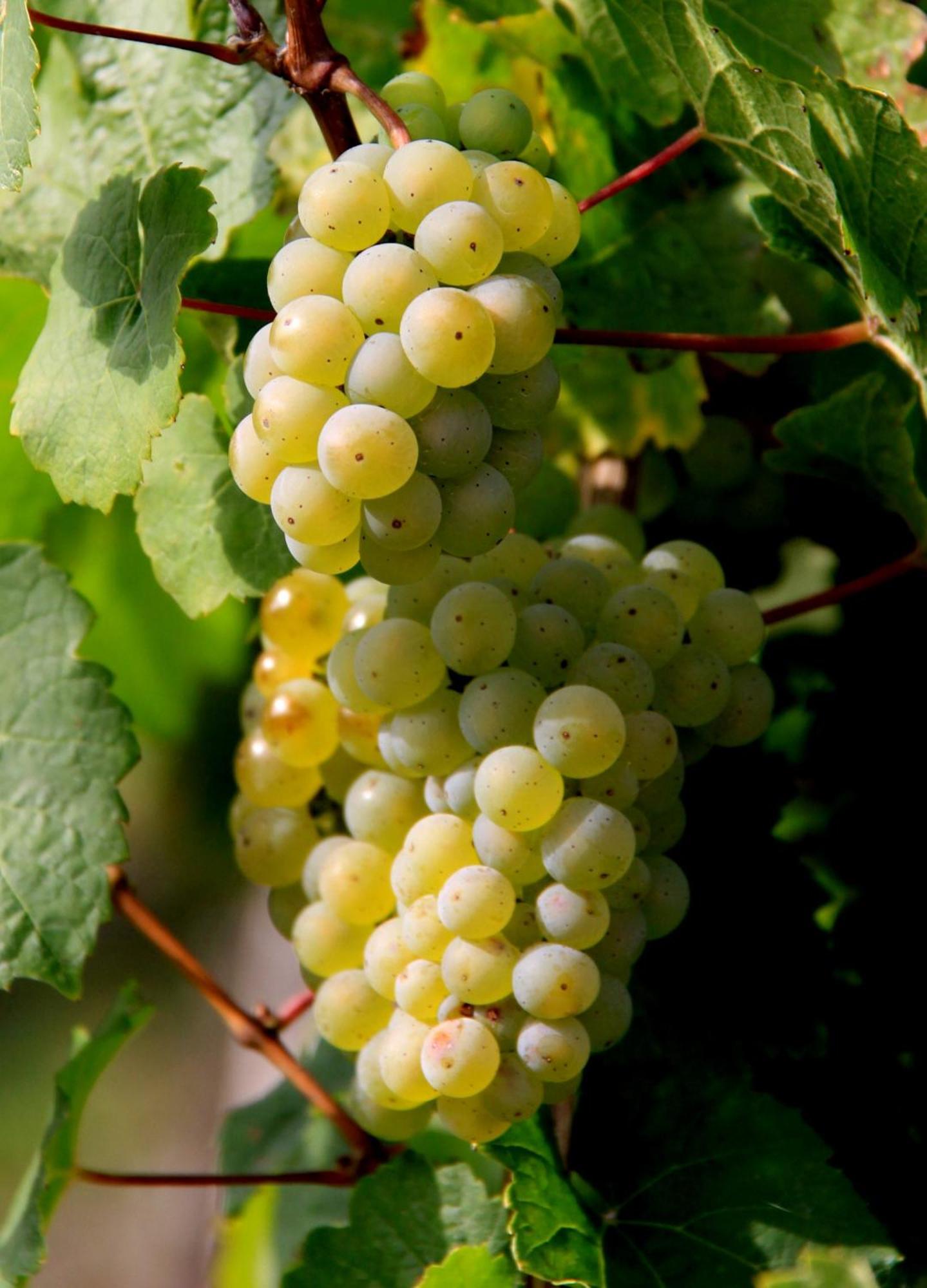 Ferienweingut & Gutsrestaurant Becker Apartment Burgen  Екстериор снимка