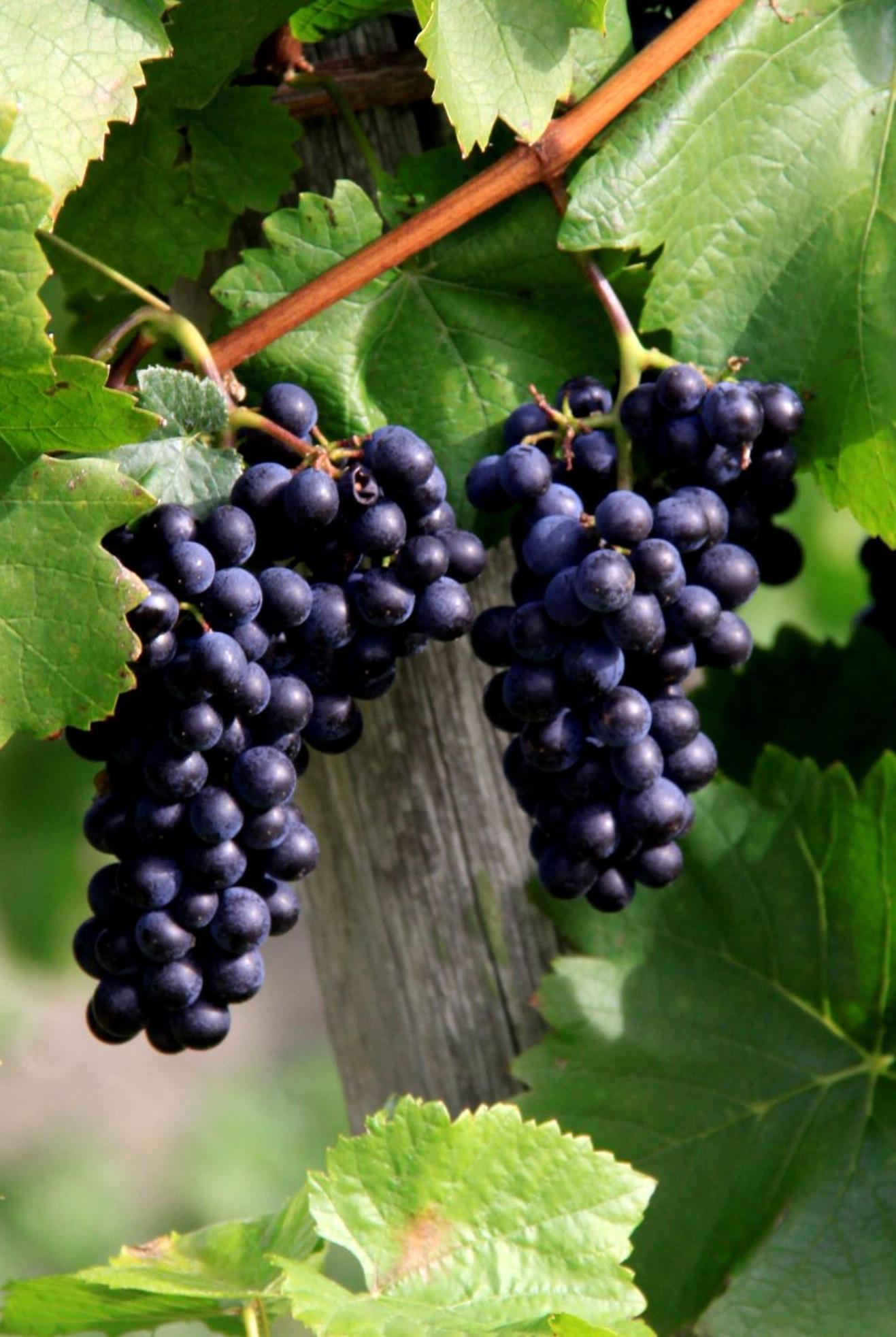 Ferienweingut & Gutsrestaurant Becker Apartment Burgen  Екстериор снимка